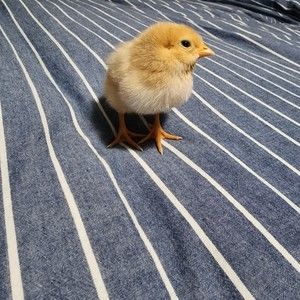 Meet your Posher, Glen